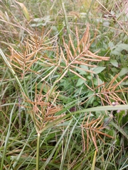 Cyperus esculentus leptostachyus