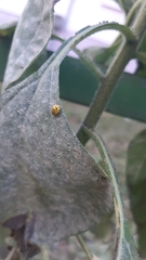 Psyllobora vigintiduopunctata