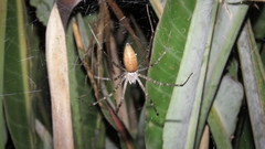 Euprosthenops australis