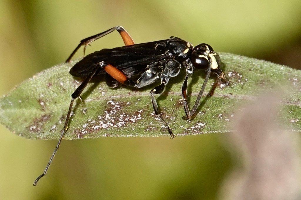 Two-speckled Cuckoo Spider Wasp