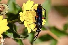 Ceropales bipunctata