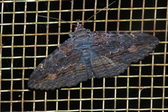 Anisoneura salebrosa