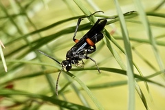 Ceropales bipunctata