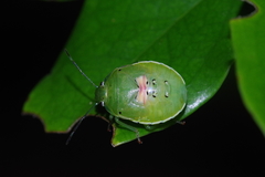Glaucias subpunctatus
