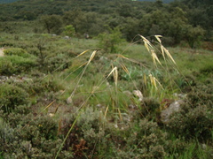 Achnatherum parviflorum