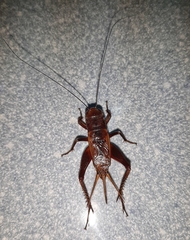 Teleogryllus derelictus