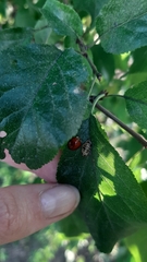 Harmonia axyridis