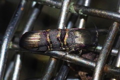 Nigilgia limata