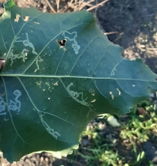 Pterygota