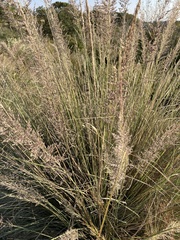 Muhlenbergia lindheimeri