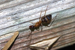 Camponotus devestivus