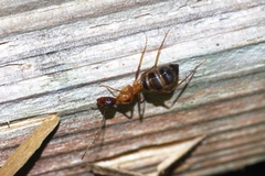 Camponotus devestivus