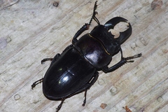 Serrognathus titanus okinawanus