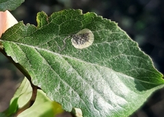 Pterygota