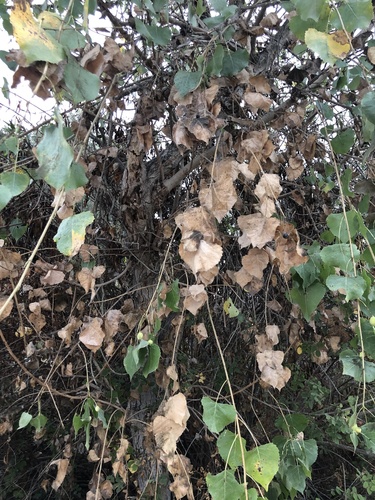 iNaturalist observation photo of Frémont Cottonwood