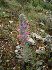 Echium albicans