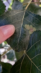Pterygota