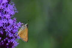Hesperia meskei straton