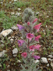 Echium albicans