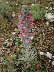Echium albicans