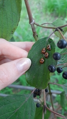 Harmonia axyridis
