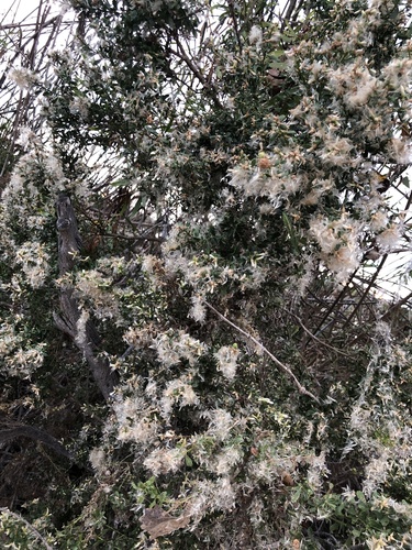 iNaturalist observation photo of coyote brush