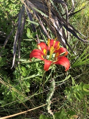 Lilium catesbaei image