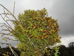 Viscum cruciatum