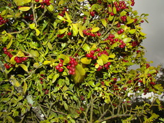 Viscum cruciatum