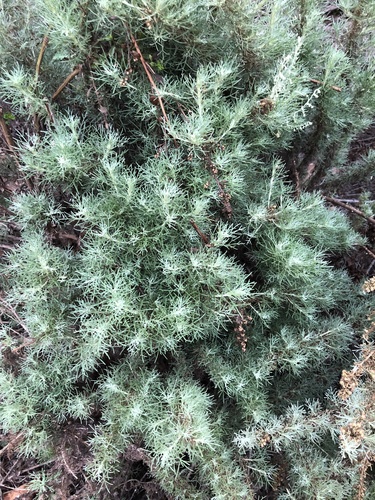 iNaturalist observation photo of California sagebrush