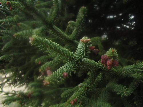 Spanish fir