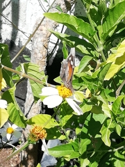 Libytheana carinenta