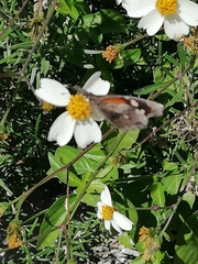 Libytheana carinenta
