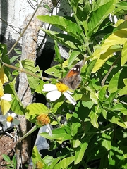 Libytheana carinenta