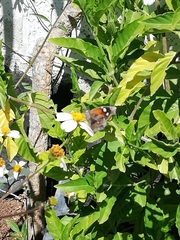 Libytheana carinenta