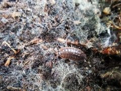 Protracheoniscus politus