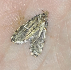 Morophaga choragella