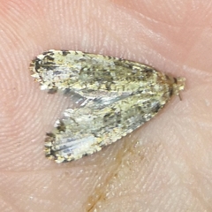 Morophaga choragella