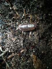 Protracheoniscus politus