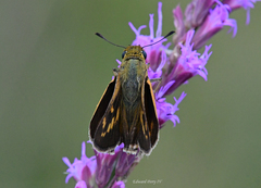 Hesperia meskei straton