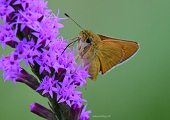 Hesperia meskei straton