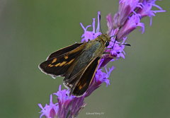 Hesperia meskei straton