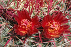 Ferocactus gracilis gracilis