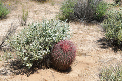Ferocactus gracilis gracilis