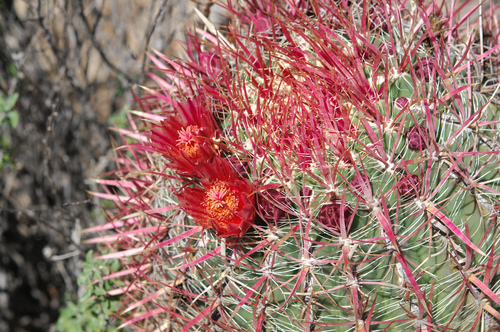 Fire Barrel Cactus