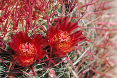 Ferocactus gracilis gracilis