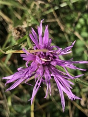 Centaurea debeauxii