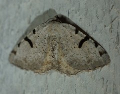 Macaria subcessaria