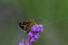 Hesperia meskei straton