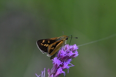 Hesperia meskei straton